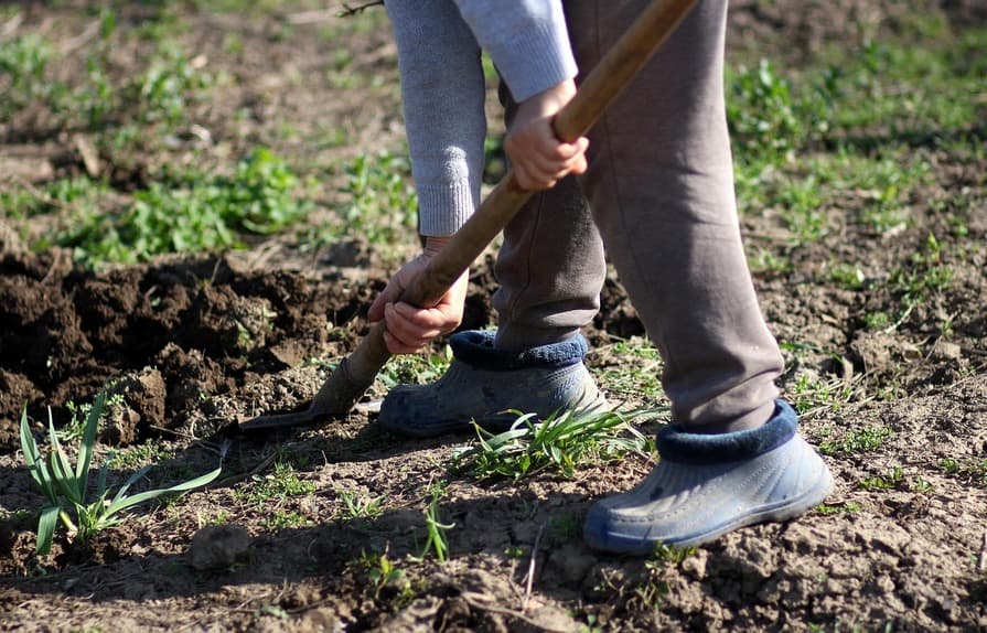 Person in grauer Hose und blauen Gartenschuhen lockert mit einem Spaten oder einer Hacke den Boden auf einem Gemüsebeet.